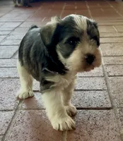 Bucket, a male Miniature Schnauzer for sale in Muenster, TX – 3 of 5
