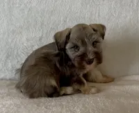 Sissy, a female Miniature Schnauzer for sale in Muenster, TX – Photo 4 of 4