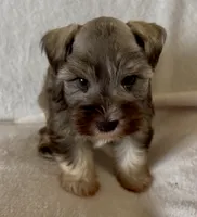 Sissy, a female Miniature Schnauzer for sale in Muenster, TX – Photo 2 of 4