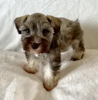 Sissy, a female Miniature Schnauzer for sale in Muenster, TX – Photo 3 of 4