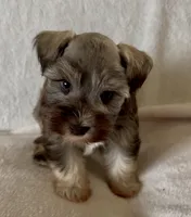 Sissy, a female Miniature Schnauzer for sale in Muenster, TX – Photo 1 of 4