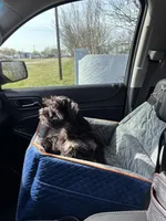 Fritz, a male Miniature Schnauzer for sale in Muenster, TX – Photo 5 of 6