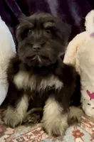 Fritz, a male Miniature Schnauzer for sale in Muenster, TX – Photo 1 of 6