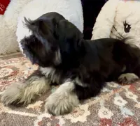 Fritz, a male Miniature Schnauzer for sale in Muenster, TX – Photo 2 of 6