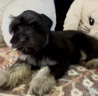 Fritz, a male Miniature Schnauzer for sale in Muenster, TX – Photo 3 of 6