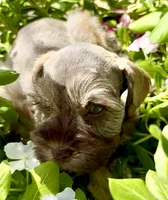 Mitzi, a female Miniature Schnauzer for sale in Muenster, TX – 2 of 3