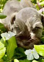 Mitzi, a female Miniature Schnauzer for sale in Muenster, TX – 1 of 3