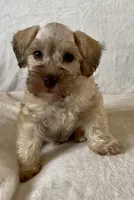 Bucket, a male Miniature Schnauzer for sale in Muenster, TX – Photo 4 of 5