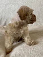 Bucket, a male Miniature Schnauzer for sale in Muenster, TX – Photo 2 of 5