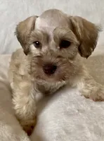 Bucket, a male Miniature Schnauzer for sale in Muenster, TX – Photo 5 of 5