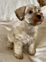 Bucket, a male Miniature Schnauzer for sale in Muenster, TX – Photo 3 of 5