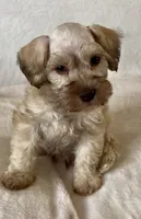 Bucket, a male Miniature Schnauzer for sale in Muenster, TX – Photo 1 of 5