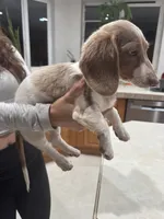 Anya, a female Dachshund for sale in Apple Valley, CA – Photo 1 of 3