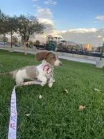 Anya, a female Dachshund for sale in Apple Valley, CA – Photo 2 of 3