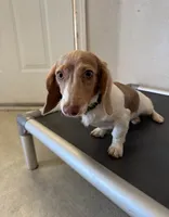 Anya, a female Dachshund for sale in Apple Valley, CA – Photo 3 of 3