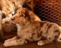OSCAR, a male Australian Shepherd for sale in Holden, MO – Photo 2 of 2