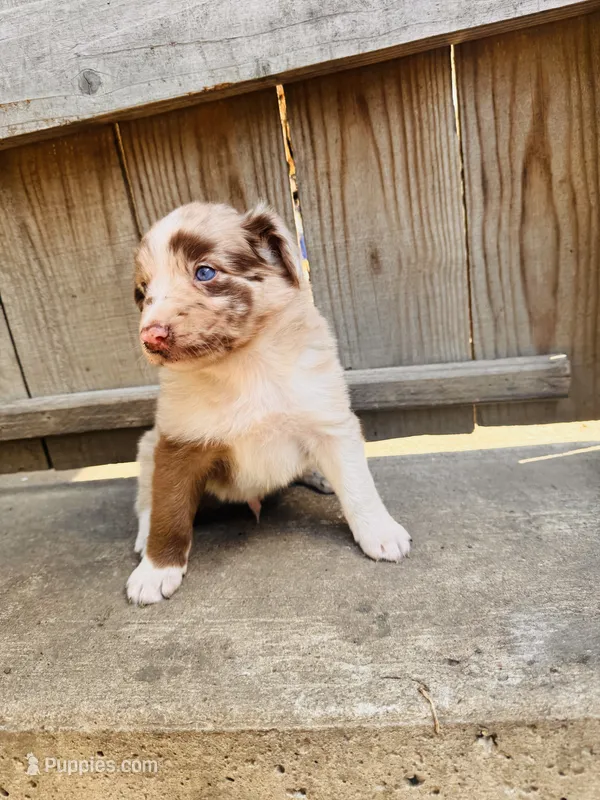 Travis – Australian Shepherd puppy for sale in Holden, MO