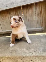 Travis, a male Australian Shepherd for sale in Holden, MO – 1 of 7