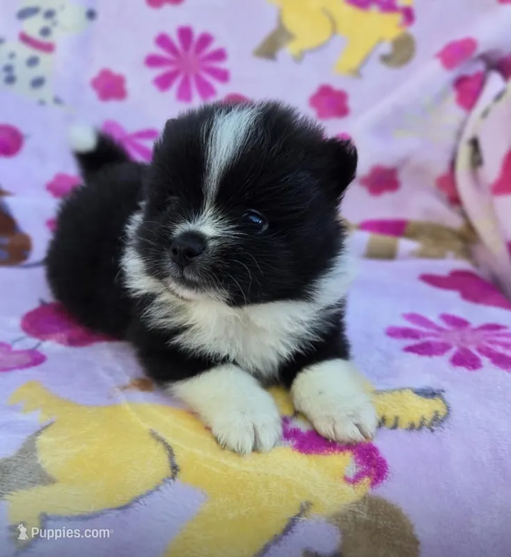 COLORADO – Pomeranian puppy for sale in Holden, MO