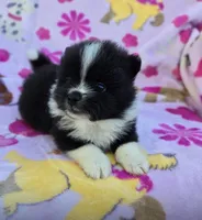 COLORADO, a male Pomeranian for sale in Holden, MO – Photo 1 of 5