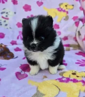 COLORADO, a male Pomeranian for sale in Holden, MO – Photo 2 of 5