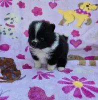 COLORADO, a male Pomeranian for sale in Holden, MO – Photo 3 of 5