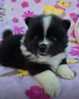 COLORADO, a male Pomeranian for sale in Holden, MO – Photo 5 of 5