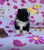 COLORADO, a male Pomeranian for sale in Holden, MO – Photo 4 of 5