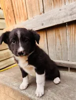 Jaime, a male Australian Shepherd for sale in Holden, MO – 6 of 6