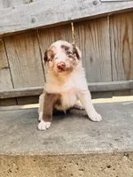 Travis, a male Australian Shepherd for sale in Holden, MO – 6 of 7
