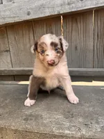 Travis, a male Australian Shepherd for sale in Holden, MO – 4 of 7