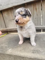 Lilly, a female Australian Shepherd for sale in Holden, MO – 7 of 8
