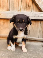 Fabian, a male Australian Shepherd for sale in Holden, MO – 4 of 4