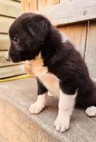 Jaime, a male Australian Shepherd for sale in Holden, MO – 3 of 6