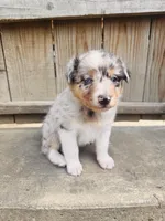 Lilly, a female Australian Shepherd for sale in Holden, MO – 8 of 8