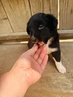 Sara, a female Australian Shepherd for sale in Holden, MO – 2 of 3