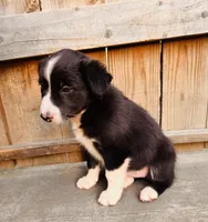 LISA, a female Australian Shepherd for sale in Holden, MO – 3 of 3