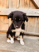 Fabian, a male Australian Shepherd for sale in Holden, MO – 3 of 4