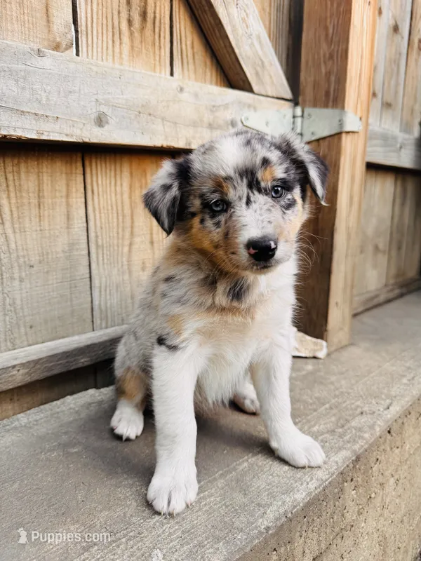 Lilly – Australian Shepherd puppy for sale in Holden, MO