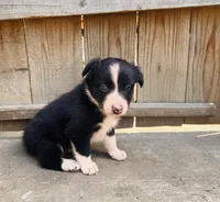 Lisa, a female Australian Shepherd for sale in Holden, MO – 2 of 6