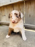 Travis, a male Australian Shepherd for sale in Holden, MO – 2 of 7