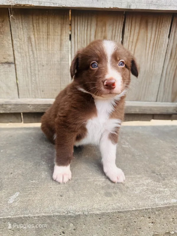 Kinzor – Australian Shepherd puppy for sale in Holden, MO