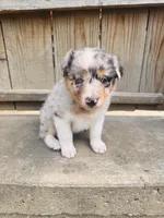 Lilly, a female Australian Shepherd for sale in Holden, MO – 4 of 8