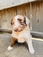 Travis, a male Australian Shepherd for sale in Holden, MO – 3 of 7