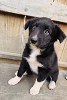 SARA, a female Australian Shepherd for sale in Holden, MO – 3 of 5