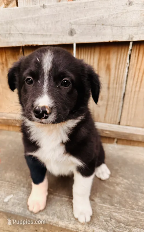 JAIME – Australian Shepherd puppy for sale in Holden, MO