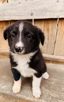 JAIME, a male Australian Shepherd for sale in Holden, MO – 1 of 3