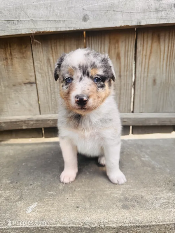 Lilly – Australian Shepherd puppy for sale in Holden, MO