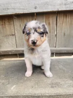 Lilly, a female Australian Shepherd for sale in Holden, MO – 1 of 8