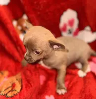 TIFFANY, a female Chihuahua for sale in Holden, MO – Photo 2 of 2